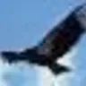 Radio Condor Bucharest